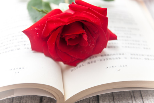 红玫瑰与书