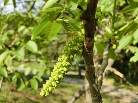 核桃树 核桃花