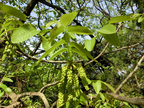 核桃树 核桃花