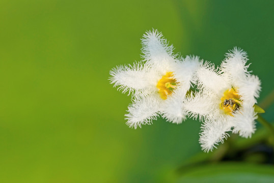 水生植物