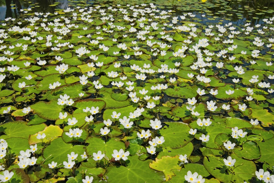 水生植物