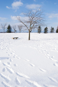 足迹在雪地