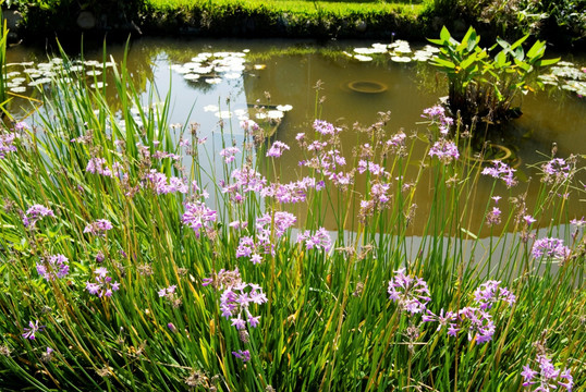 小花和池塘