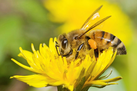 采蒲公英花的蜜蜂