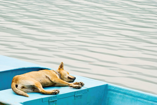 躺在船上的狗狗