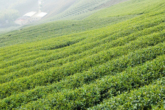 台湾茶叶园