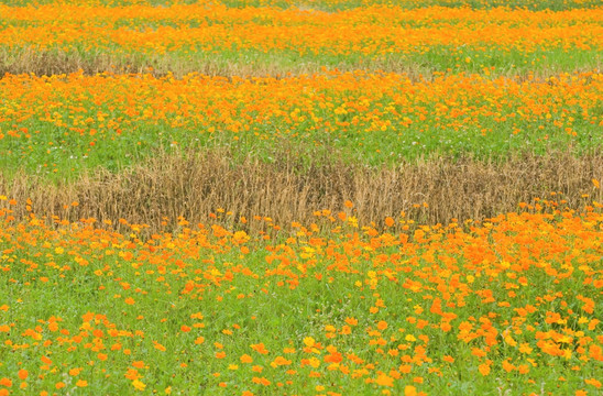 田野里满是橘黄色的雏菊