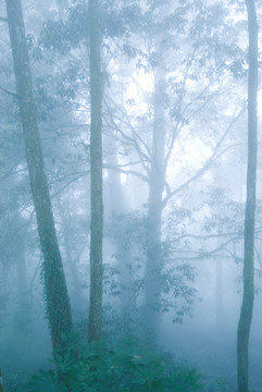 天然林地中的浓雾