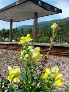 花东纵谷火车站