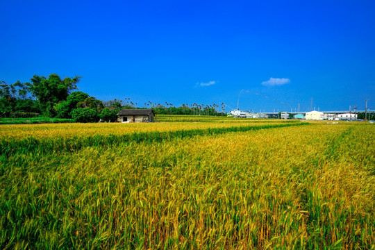 小麦田