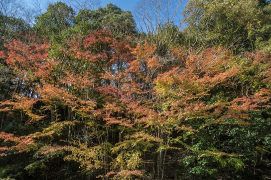 龟山湖秋色