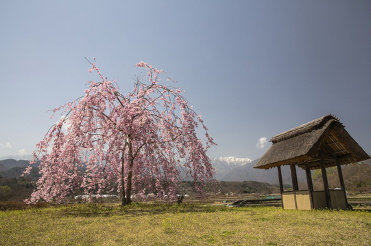 日本樱花与茅草屋顶建筑