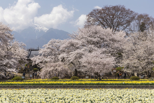 日本山梨县樱花树