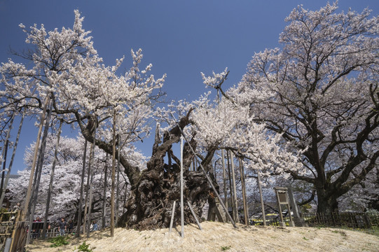 日本山梨县樱花树