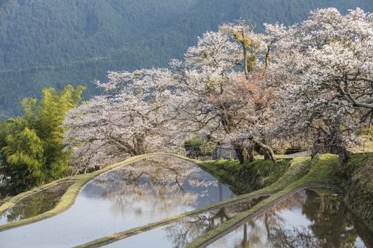 日本水稻梯田和樱花