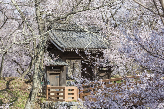 日本高远城堡遗址