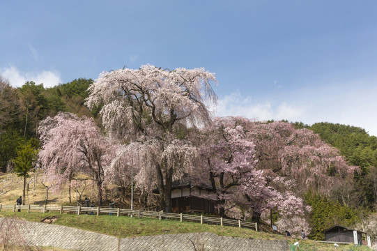 日本高远城堡遗址