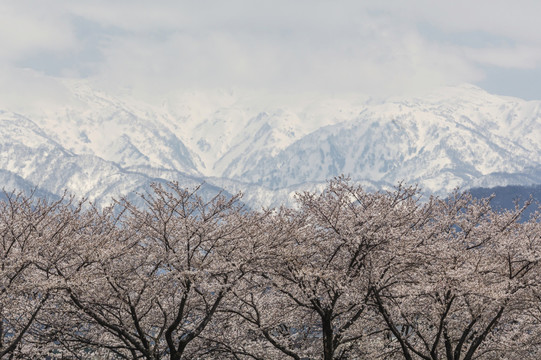 日本樱花树