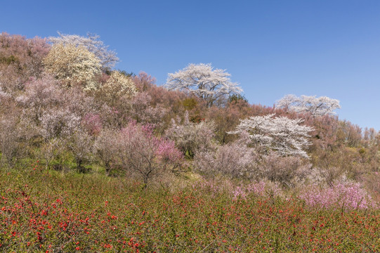 日本福岛州公园