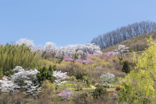 日本福岛州公园