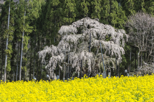 日本樱桃树和芥菜花