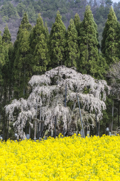 日本樱桃树和芥菜花