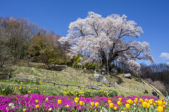 日本福岛州樱花