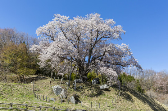 日本福岛州樱花