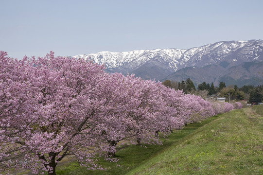 日本樱花树