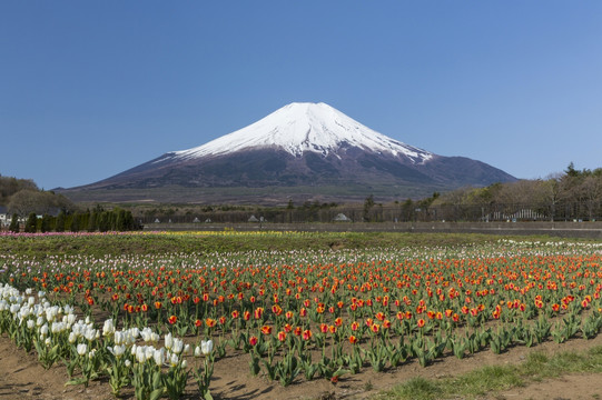 富士山和日本的郁金香花