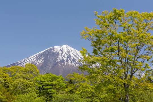 富士山与日本绿叶