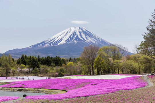 富士山和丛生福禄考