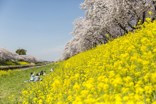 日本埼玉州樱花树