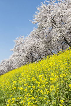 埼玉州吉野樱花树