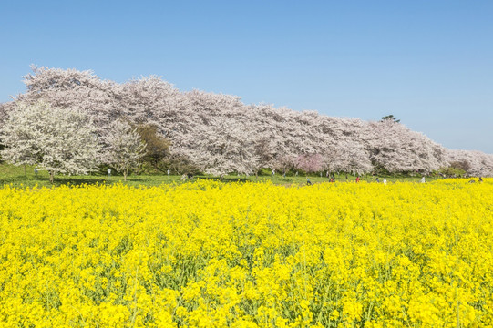 日本埼玉州油菜田