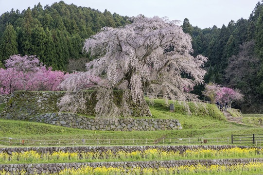 日本乌达河樱花