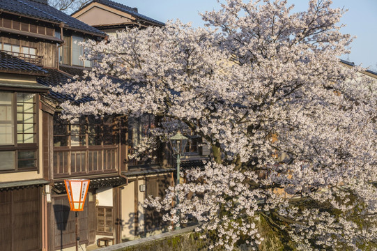 日本金澤