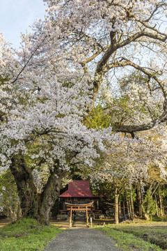 八幡神社