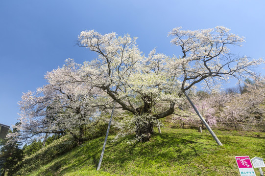 山形县樱花