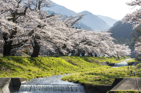 观音寺河