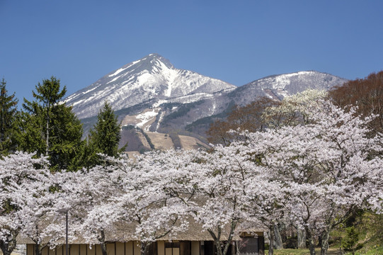 磐梯山樱花