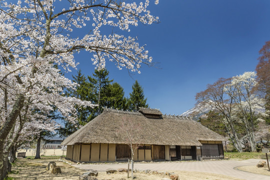 磐梯山樱花