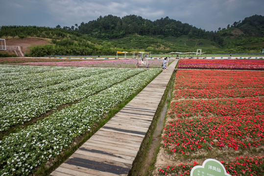 花田