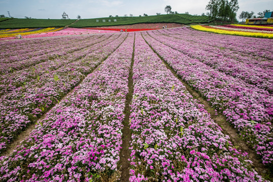 花卉基地