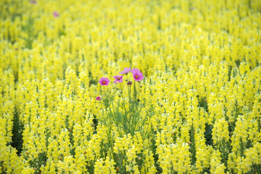 花卉