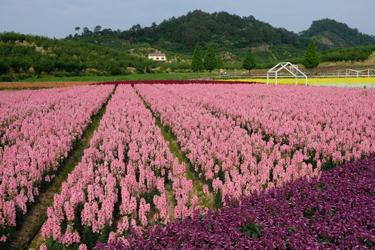 花卉景观