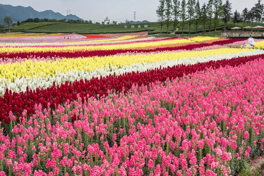 花卉景观