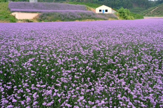 马鞭草