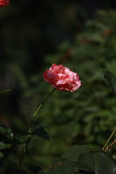 一枝粉红月季花