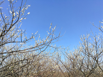 梅花 梅林 梅 花